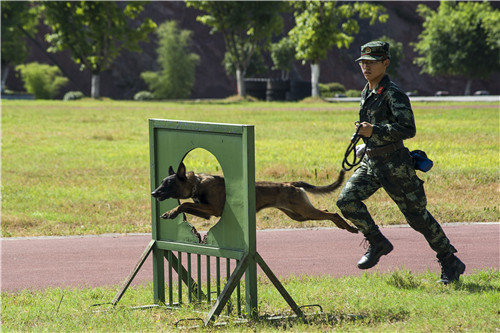 工作犬训练器材